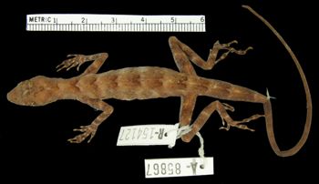 Media type: image; Herpetology R-154127